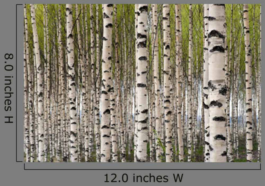 Birch Trees Wall Mural
