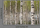 Birch Trees Wall Mural