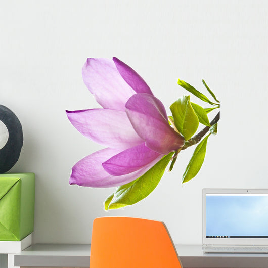 Magnolia