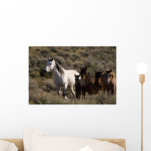 Wild Horses and Young