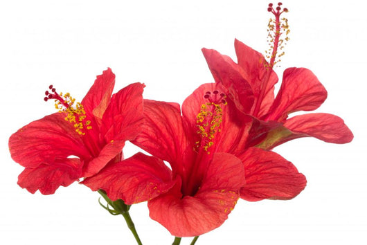 Three Red Hibiscus Wall Decal