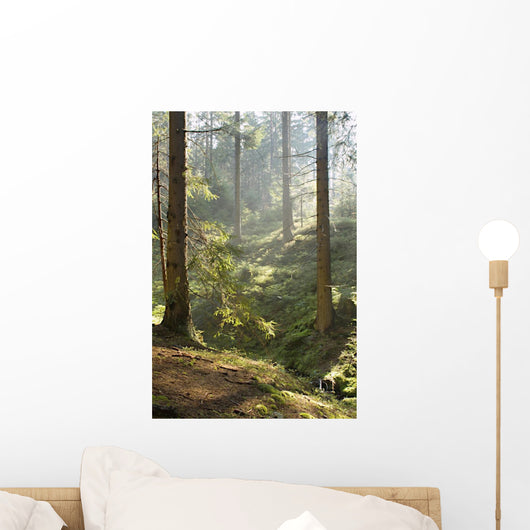 Spring Morning Woods