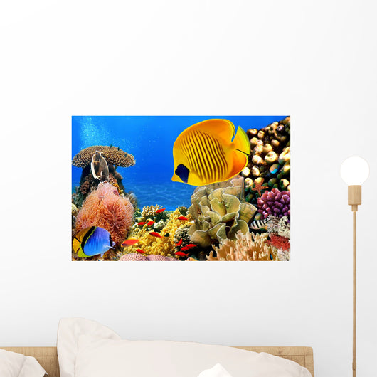 Photo of a coral colony, Red Sea, Egypt Wall Mural