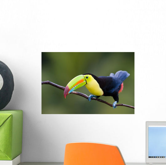 Keel Billed Toucan from