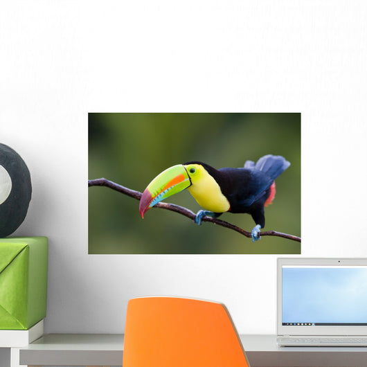 Keel Billed Toucan from