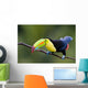 Keel Billed Toucan from