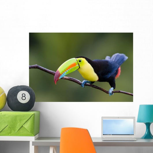Keel Billed Toucan from