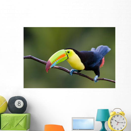 Keel Billed Toucan from