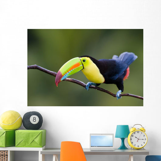 Keel Billed Toucan from