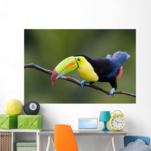 Keel Billed Toucan from