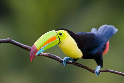 Keel Billed Toucan from