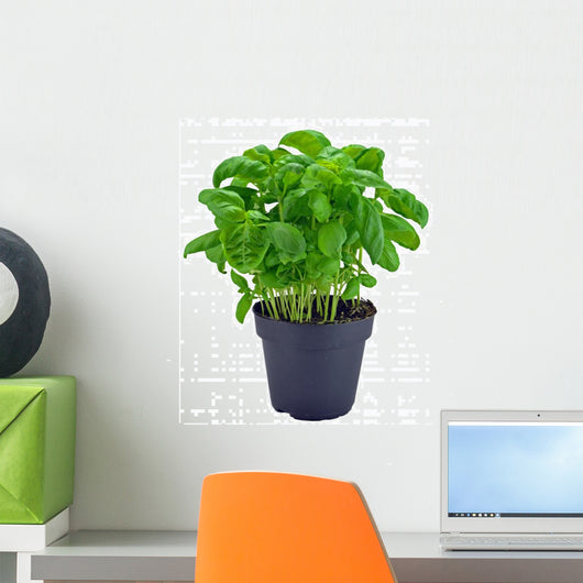 Potted Basil Herb Plant