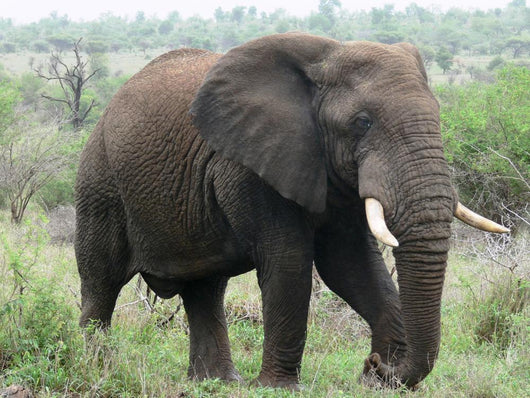 African Elephant Wall Mural