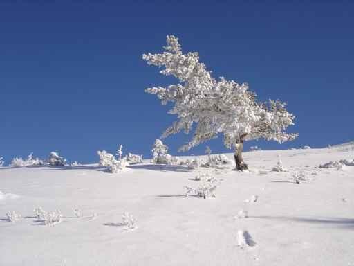 Arbre Givre Wall Decal