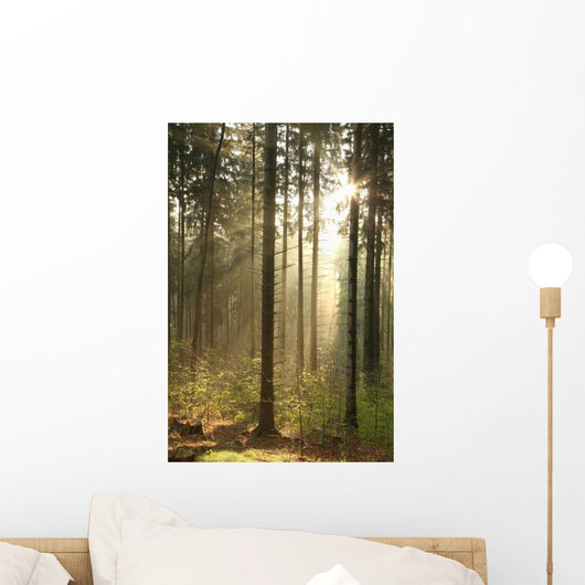 Rising Sun Enters Coniferous