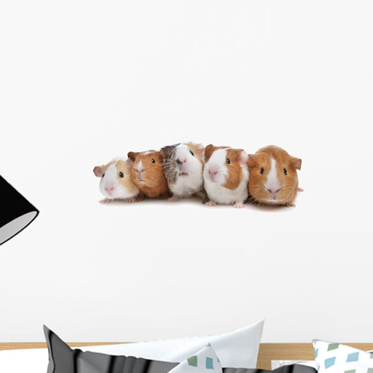 Five Guinea Pigs Wall Decal