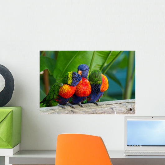 Multicolored Parrots Loris Swanson