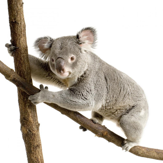 Koala Wall Decal Design 3