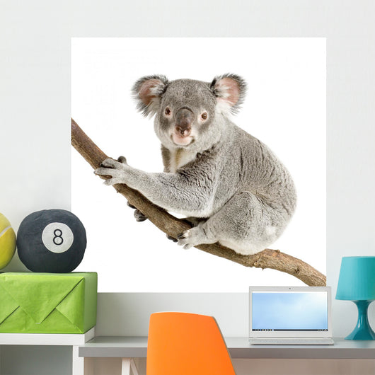 Koala Wall Decal Design 2