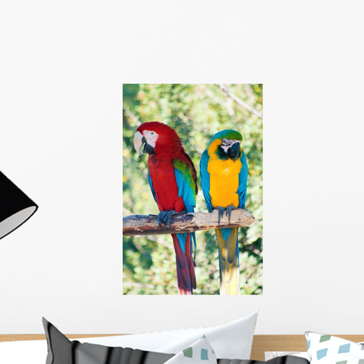 Laughing Parrots