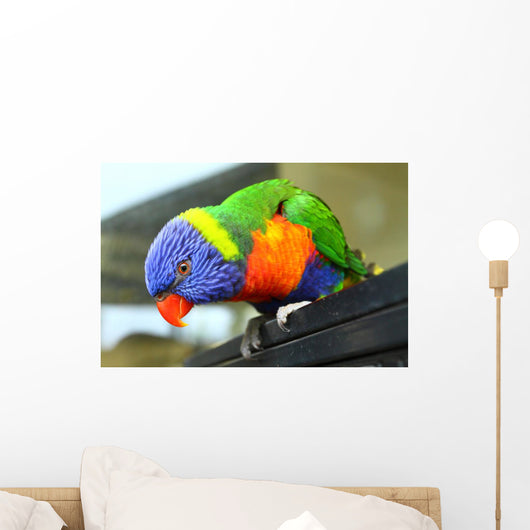 Australian Bird Wall Mural
