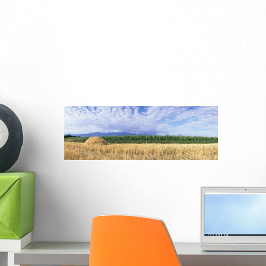 corn field Wall Mural
