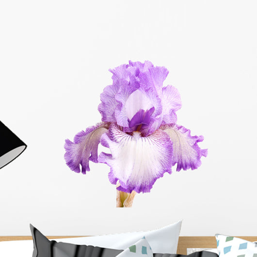 Purple and White Iris