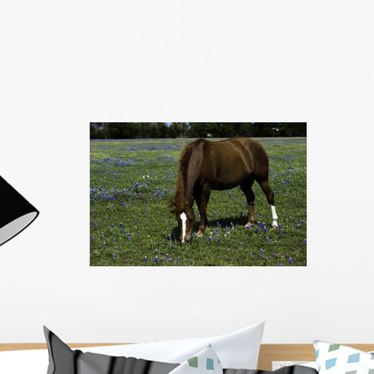 Horse Grazing Field