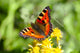 Butterfly Flower Wall Mural