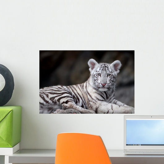White Tiger Portrait