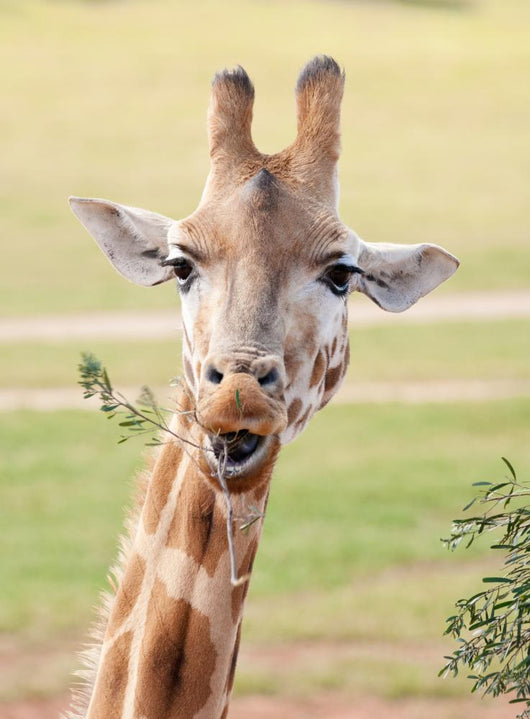 African Giraffe up Wall Mural