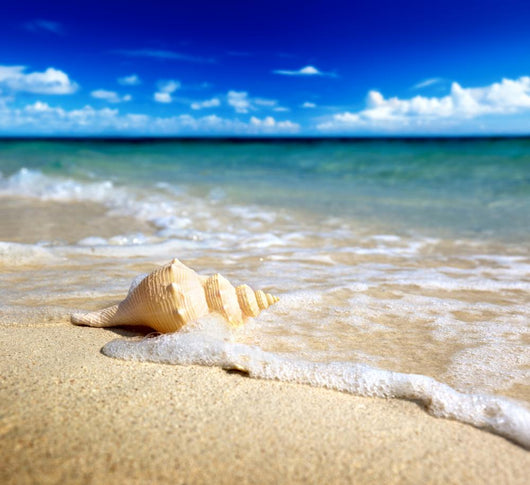 Seashell Beach Shallow Dof