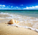 Seashell Beach Shallow Dof