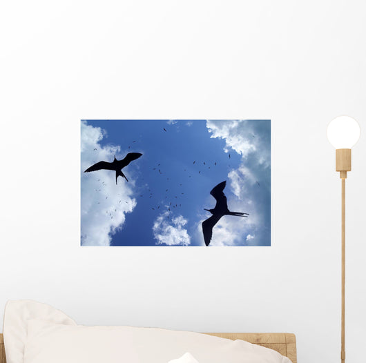 Frigate Bird Silhouette Backlight