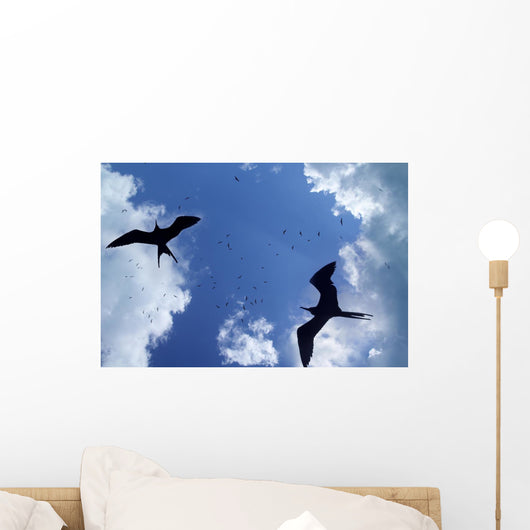 Frigate Bird Silhouette Backlight