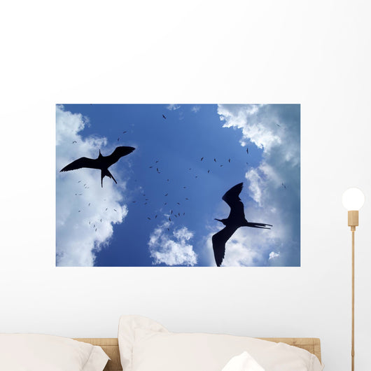 Frigate Bird Silhouette Backlight