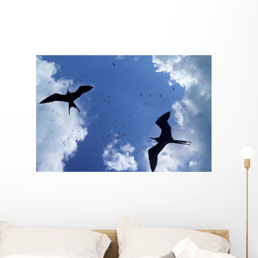 Frigate Bird Silhouette Backlight