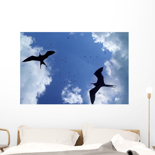 Frigate Bird Silhouette Backlight