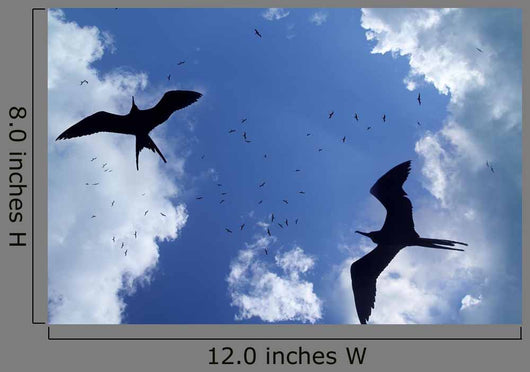 Frigate Bird Silhouette Backlight