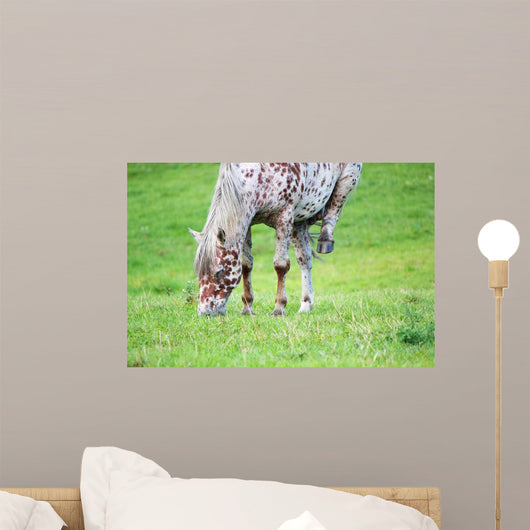 Appaloosa Horse Eating