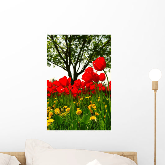 Tulip Flower Field