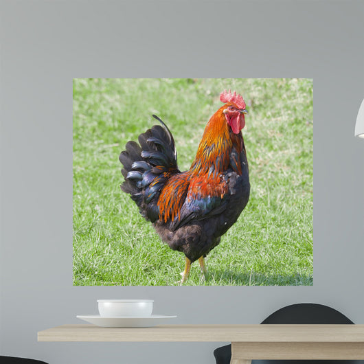 Rooster