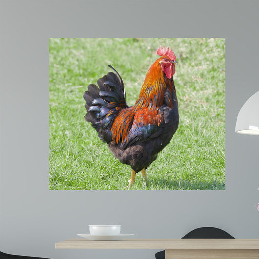 Rooster