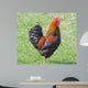 Rooster