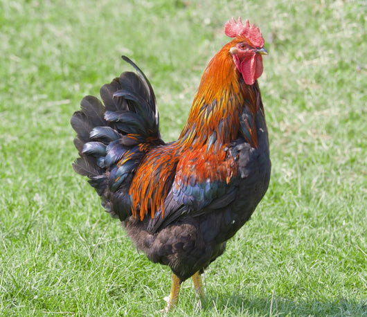 Rooster