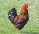 Rooster