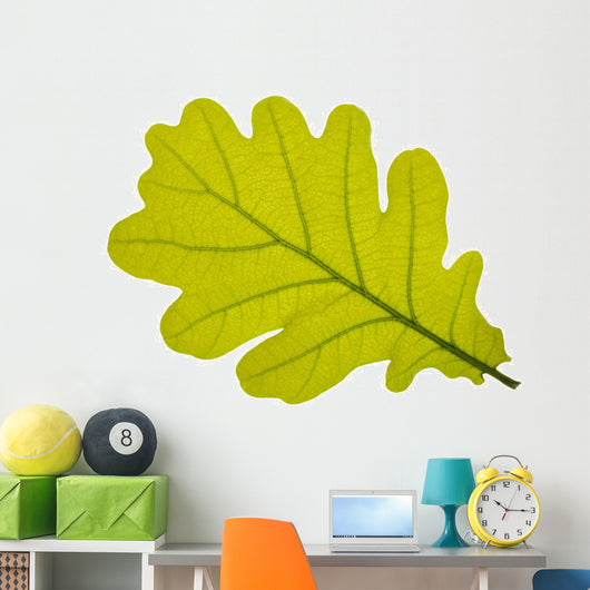 Oak oak leaf tree Wall Decal