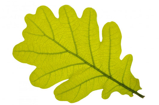 Oak oak leaf tree Wall Decal