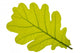 Oak oak leaf tree Wall Decal