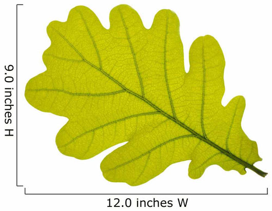 Oak oak leaf tree Wall Decal